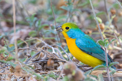 Orange-Breasted Bunting photo 2