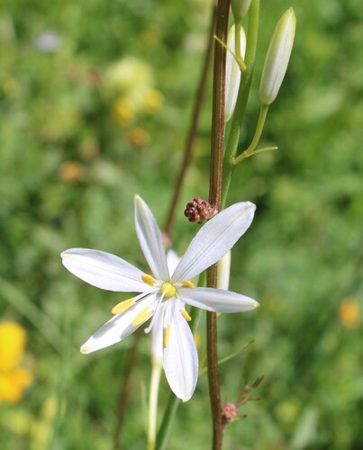 Anthericum liliago, photograph 4