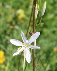 Anthericum liliago, photograph (c) Lídia Carrera, some rights reserved (CC BY)