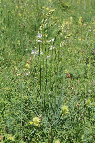 Anthericum liliago, photograph 5