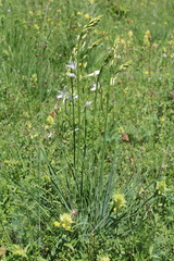 Anthericum liliago, photograph (c) Lídia Carrera, some rights reserved (CC BY)