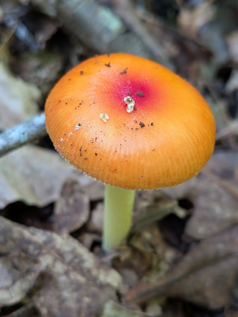 False Caesar's Mushroom · July 2026 · photo: Photo: no rights reserved · iNaturalist