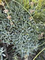 Salvia canescens