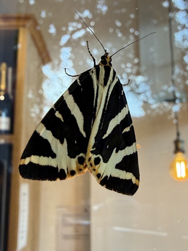 Jersey Tiger