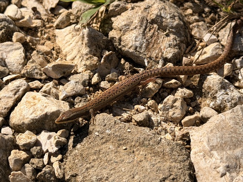 Ocellated Anadia, Anadia ocellata