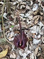 Amorphophallus henryi