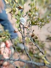Larrea cuneifolia, photograph (c) Matias Baranzelli, some rights reserved (CC BY)