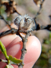 Larrea cuneifolia, photograph (c) Matias Baranzelli, some rights reserved (CC BY)