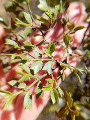 Larrea cuneifolia, photograph (c) Matias Baranzelli, some rights reserved (CC BY)