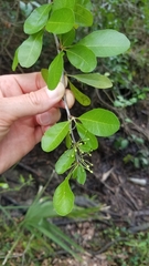 Sideroxylon reclinatum