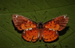 Parvospila cilissa