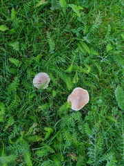 Clitocybe paraditopa