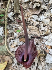 Amorphophallus henryi