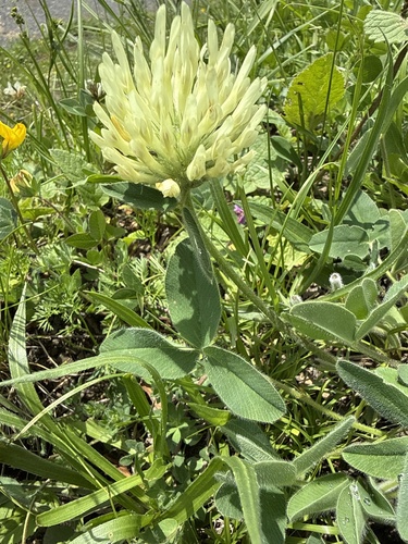 Trifolium trichocephalum, photograph 1