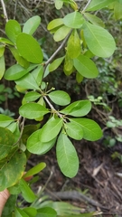 Sideroxylon reclinatum