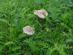 Clitocybe paraditopa