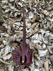 Amorphophallus henryi