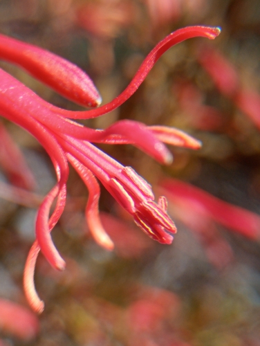 Ligaria cuneifolia, photograph 4