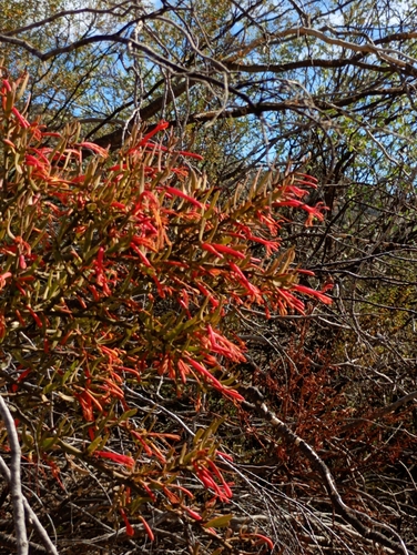 Ligaria cuneifolia, photograph 5