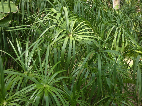 Cyperus image
