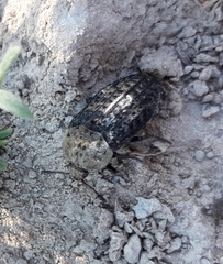 Thanatophilus lapponicus