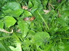 Phyllophaga