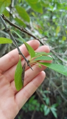 Sideroxylon reclinatum