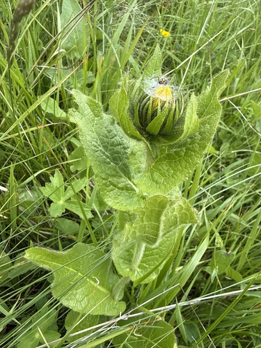 Pentanema orientale, photograph 6