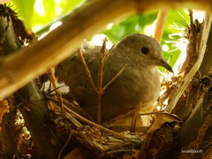 Columbina talpacoti