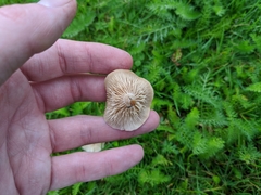 Clitocybe paraditopa