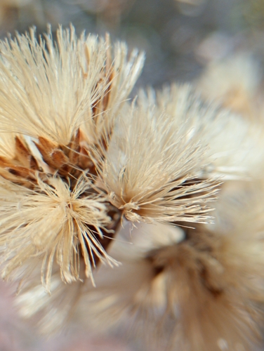 Proustia cuneifolia, photograph 4