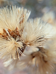 Proustia cuneifolia, photograph (c) Matias Baranzelli, some rights reserved (CC BY)