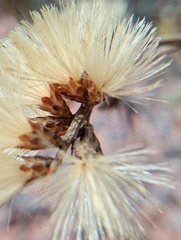 Proustia cuneifolia, photograph (c) Matias Baranzelli, some rights reserved (CC BY)
