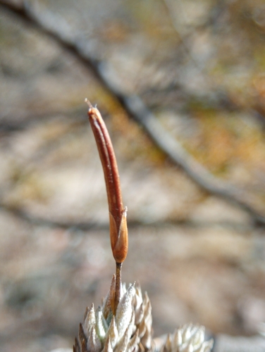 Tillandsia pedicellata, photograph 5