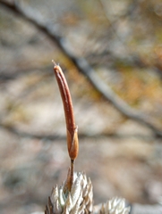 Tillandsia pedicellata, photograph (c) Matias Baranzelli, some rights reserved (CC BY)