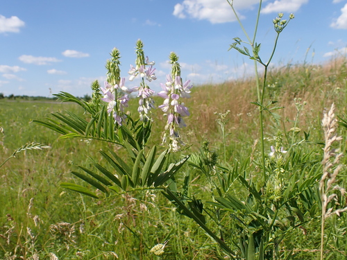 common milkpea