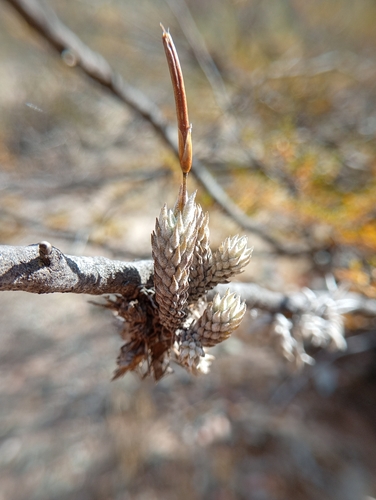 Tillandsia pedicellata, photograph 6