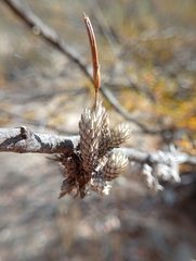 Tillandsia pedicellata, photograph (c) Matias Baranzelli, some rights reserved (CC BY)