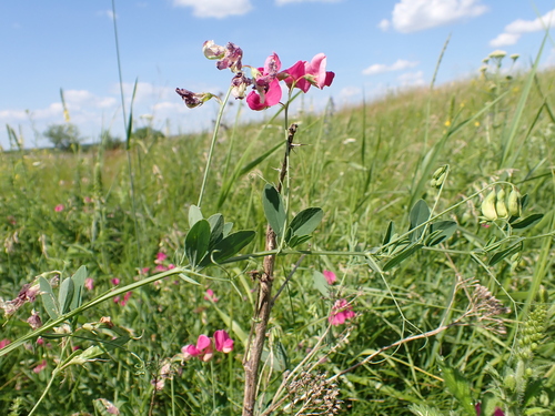 tuberous pea