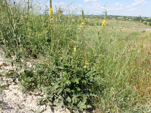 common agrimony