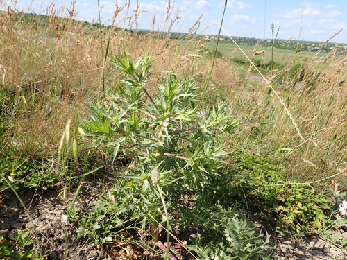 Field Eryngo