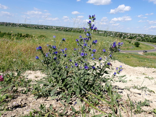 viper's-bugloss