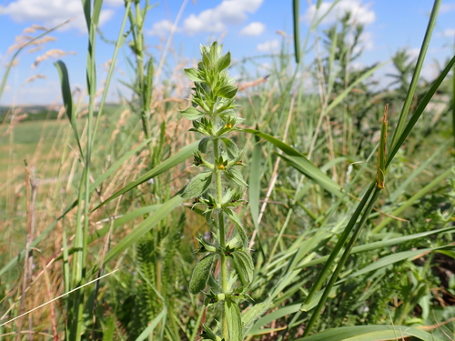 Mountain Ironwort