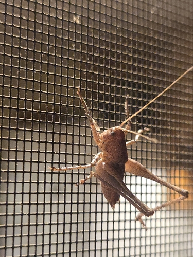 iNaturalist observation photo of Katydids