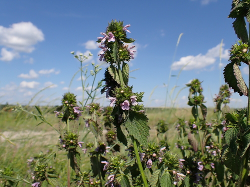 Black horehound