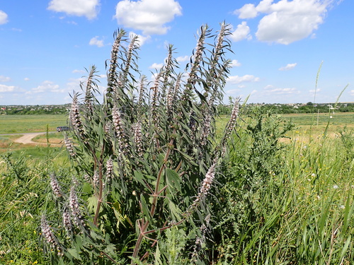 five-bladed motherwort
