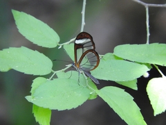 Pteronymia cotytto cotytto