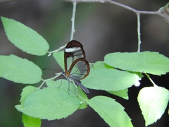 Pteronymia cotytto cotytto