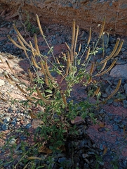 Verbena hispida