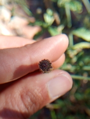 Verbena hispida, photograph (c) Matias Baranzelli, some rights reserved (CC BY)